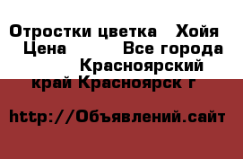 Отростки цветка  “Хойя“ › Цена ­ 300 - Все города  »    . Красноярский край,Красноярск г.